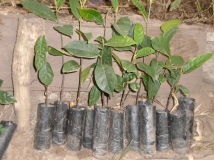 Jack fruit seedlings for envir conservation